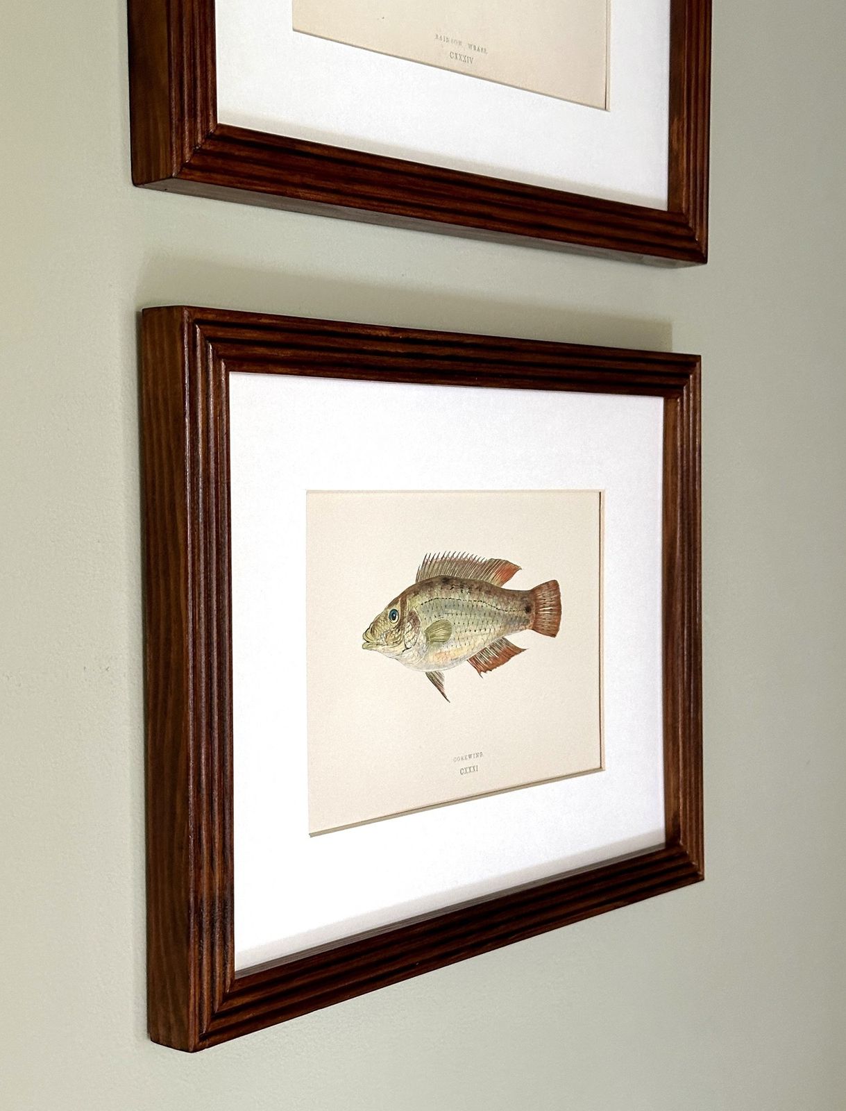 Pair Of 19th Century Hand Coloured Fish Illustrations By Jonathan Couch photo 350.0