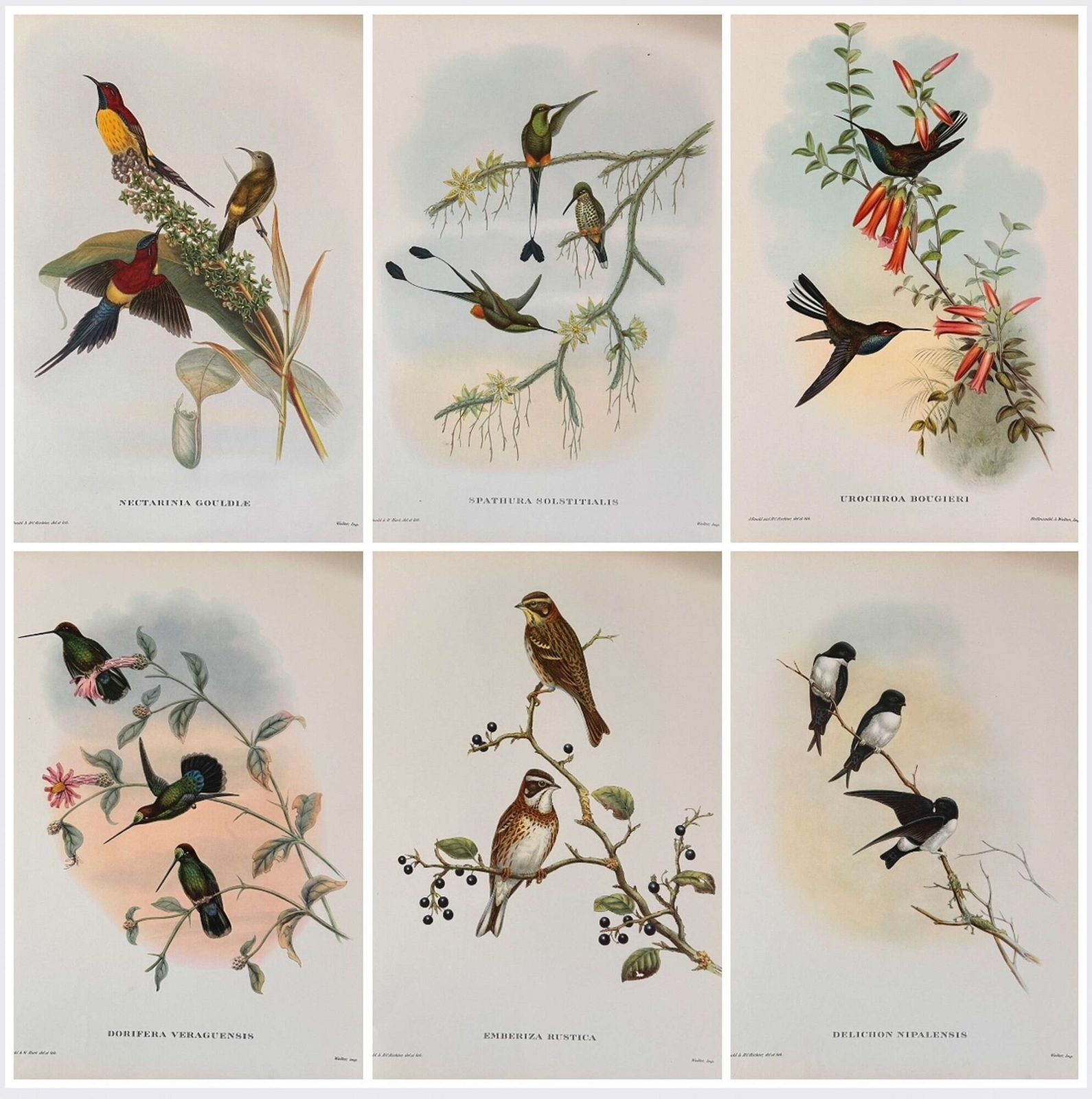 A Fabulous Set Of Six Unframed Gould Tropical Bird Prints (C)
