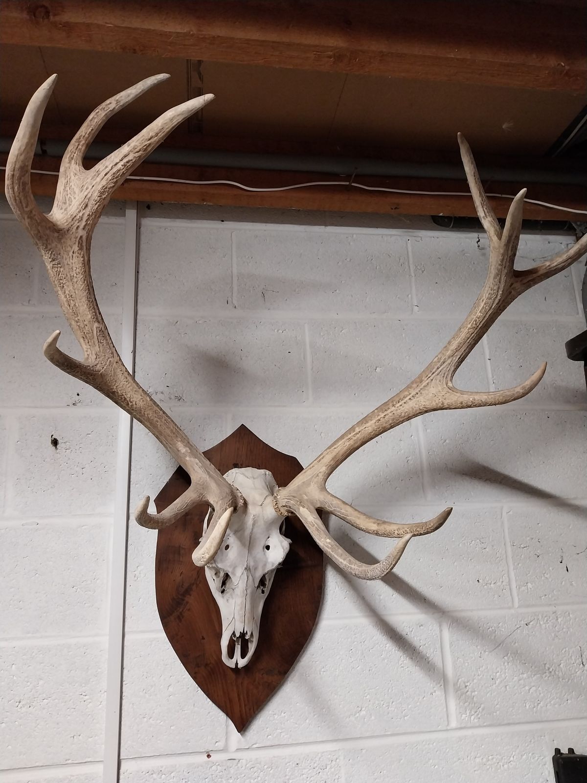 Huge Mounted Antique Red Deer Skull And Antlers