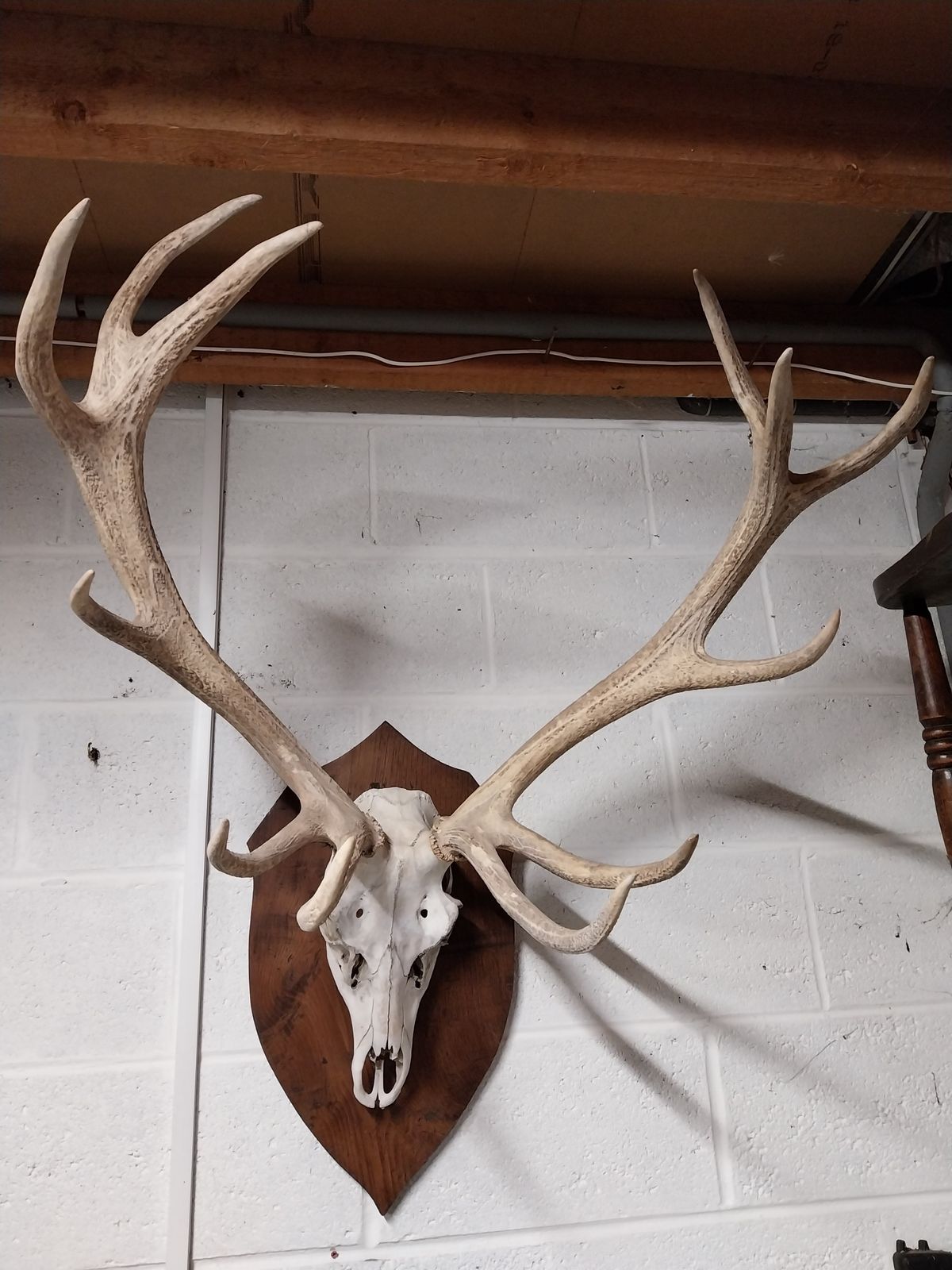 Huge Mounted Antique Red Deer Skull And Antlers photo 300.0