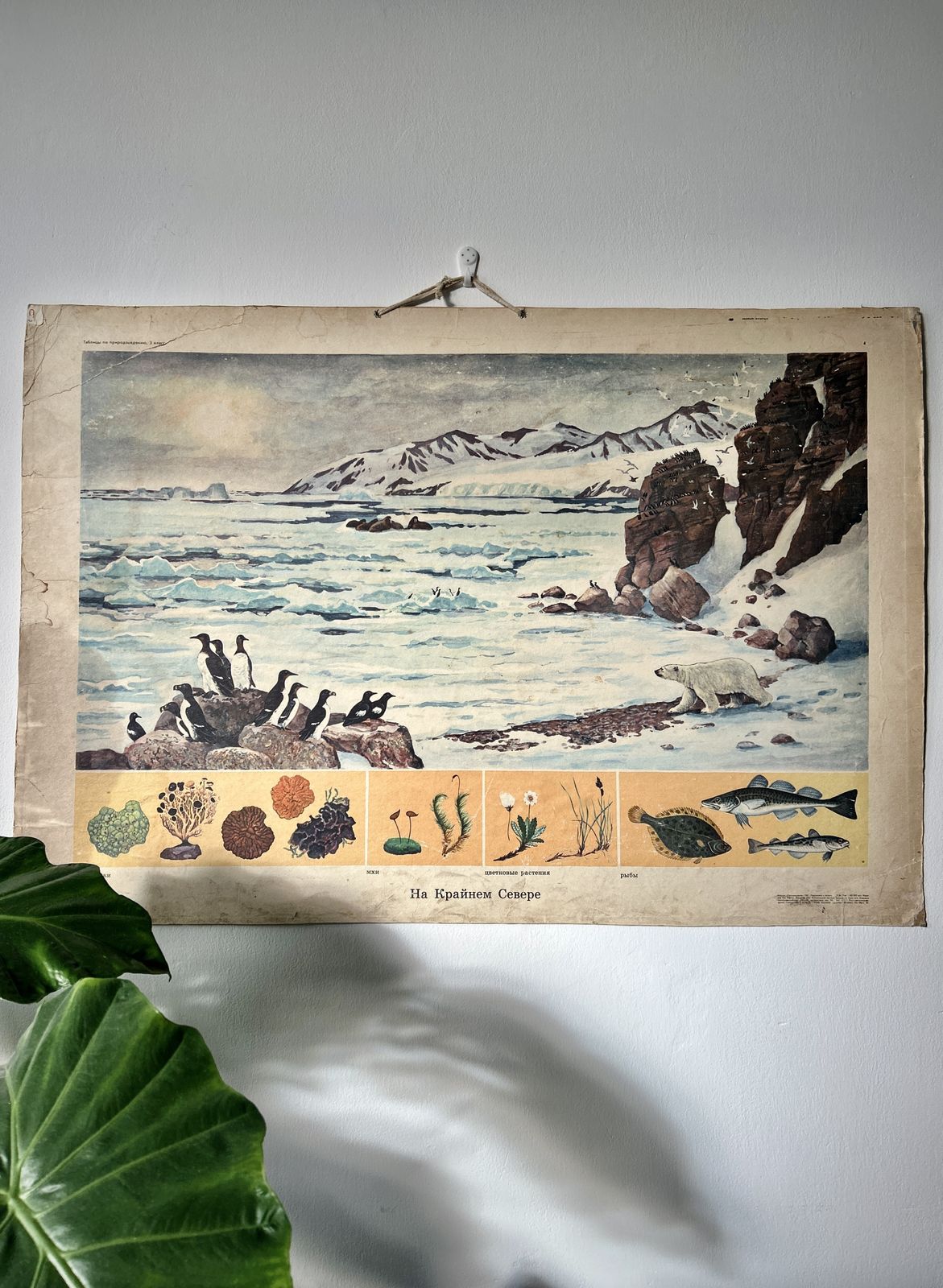 1982 Original Soviet Vintage School Chart On Human Anatomy (Nerves & Blood) + Arctic Wildlife Scene Double Sided Biology & Nature Ussr Poster photo furniture