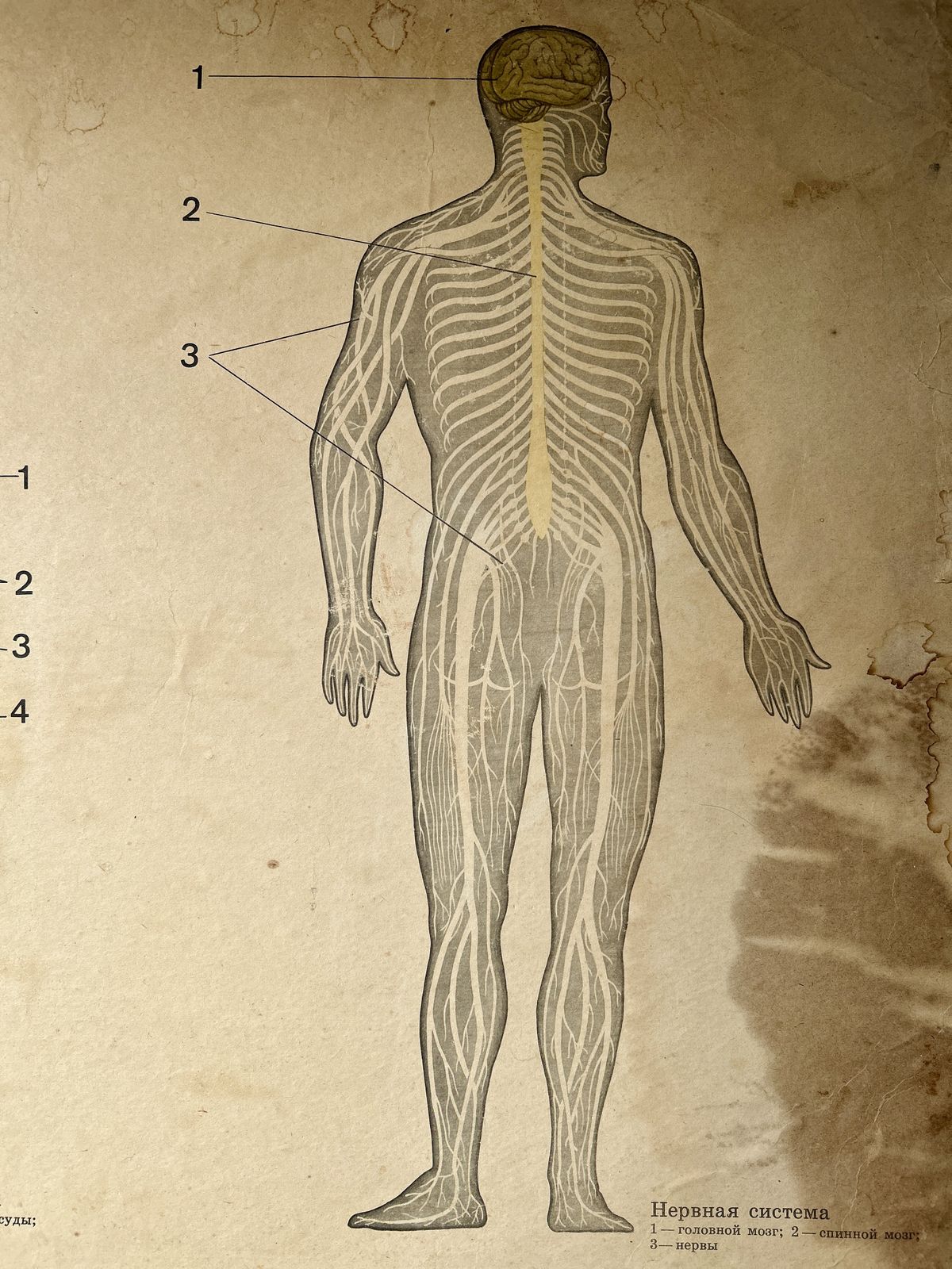 1982 Original Soviet Vintage School Chart On Human Anatomy (Nerves & Blood) + Arctic Wildlife Scene Double Sided Biology & Nature Ussr Poster photo 180.0