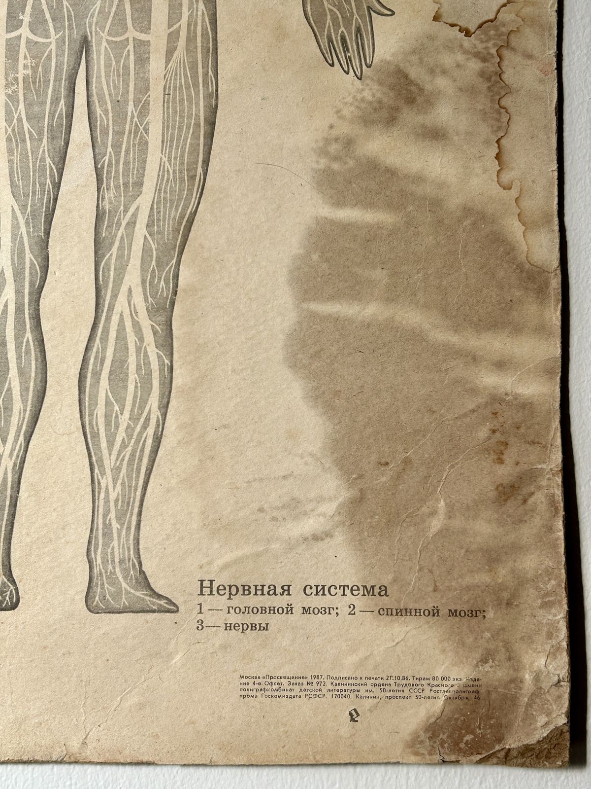 1982 Original Soviet Vintage School Chart On Human Anatomy (Nerves & Blood) + Arctic Wildlife Scene Double Sided Biology & Nature Ussr Poster photo vinterior