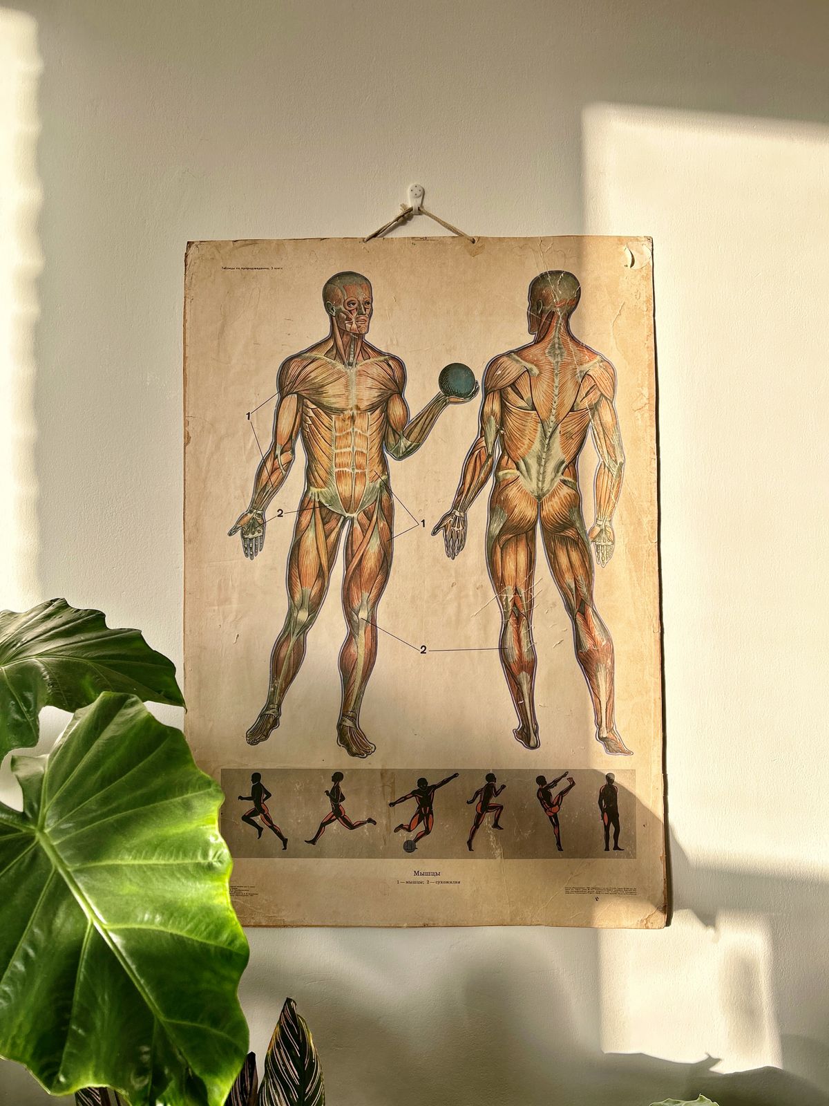 1982 Original Double Sided Soviet School Chart On Human Anatomy: Skeleton & Muscles, Vintage Ussr Educational Poster