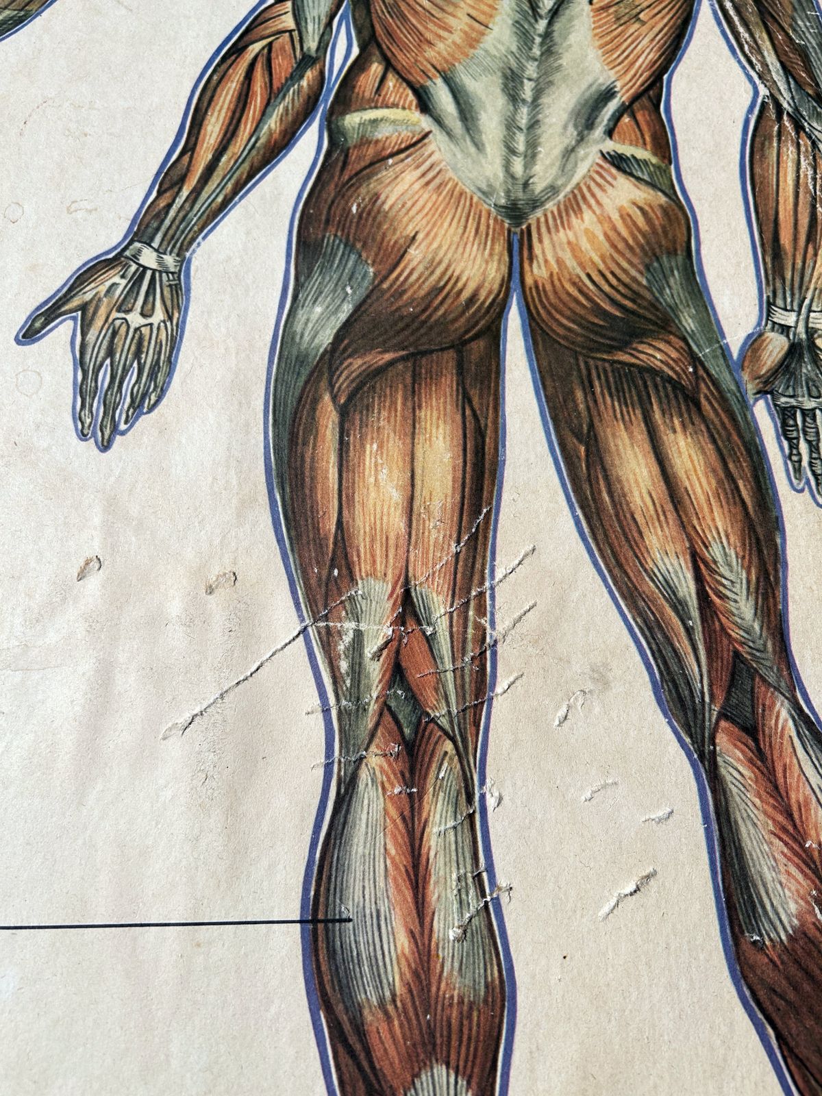 1982 Original Double Sided Soviet School Chart On Human Anatomy: Skeleton & Muscles, Vintage Ussr Educational Poster photo Art