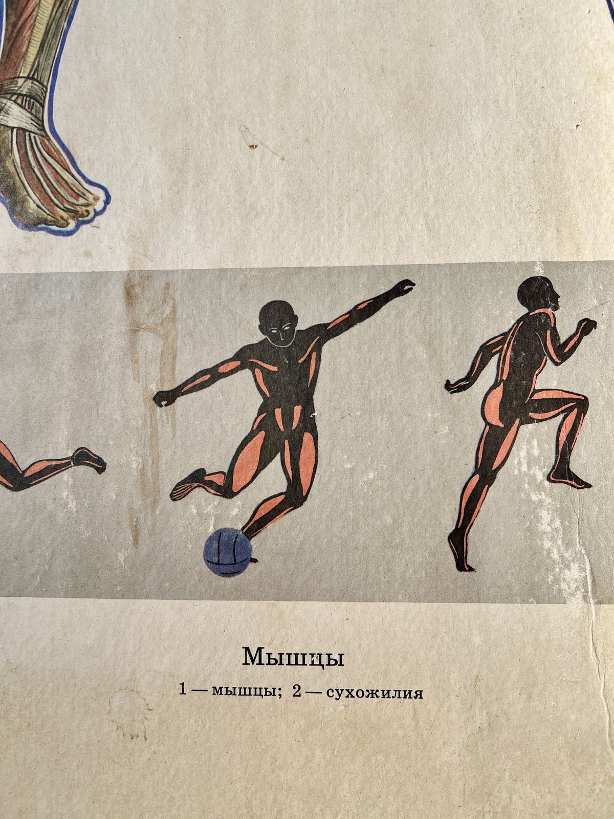 1982 Original Double Sided Soviet School Chart On Human Anatomy: Skeleton & Muscles, Vintage Ussr Educational Poster photo vinterior