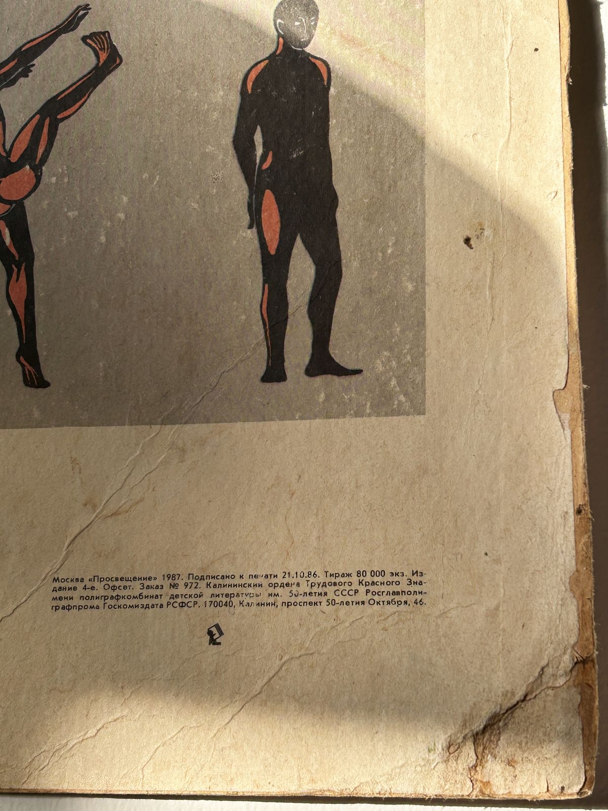 1982 Original Double Sided Soviet School Chart On Human Anatomy: Skeleton & Muscles, Vintage Ussr Educational Poster photo buy