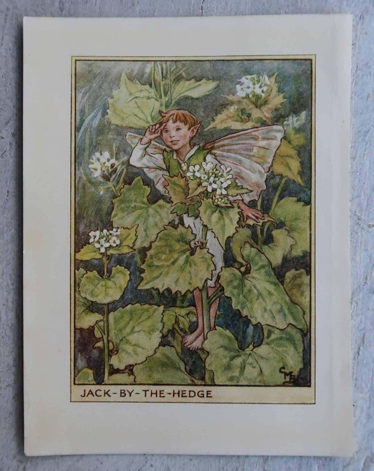 Set Of 8 Original Vintage Flower Fairy Prints, Circa 1930 photo vintage