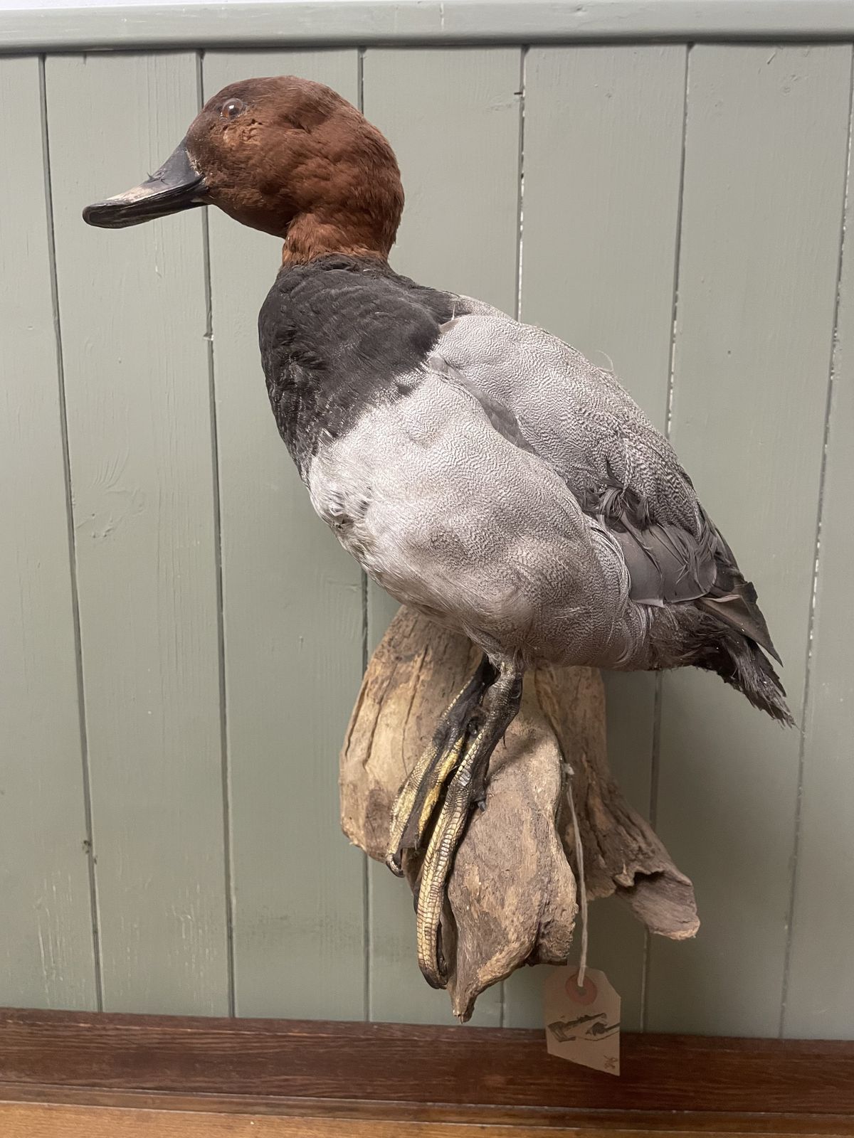 Taxidermy Of British Duck On Natural Wood Wall Mount, 1920s