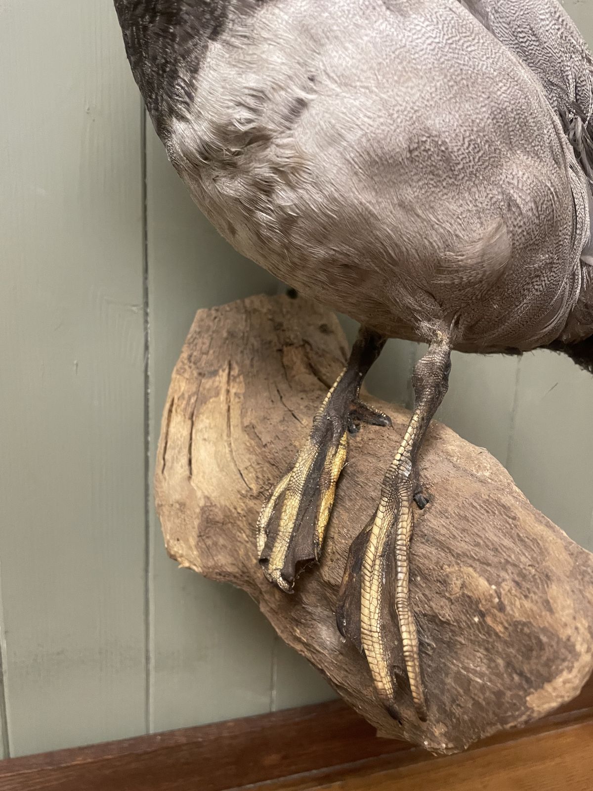 Taxidermy Of British Duck On Natural Wood Wall Mount, 1920s photo for sale
