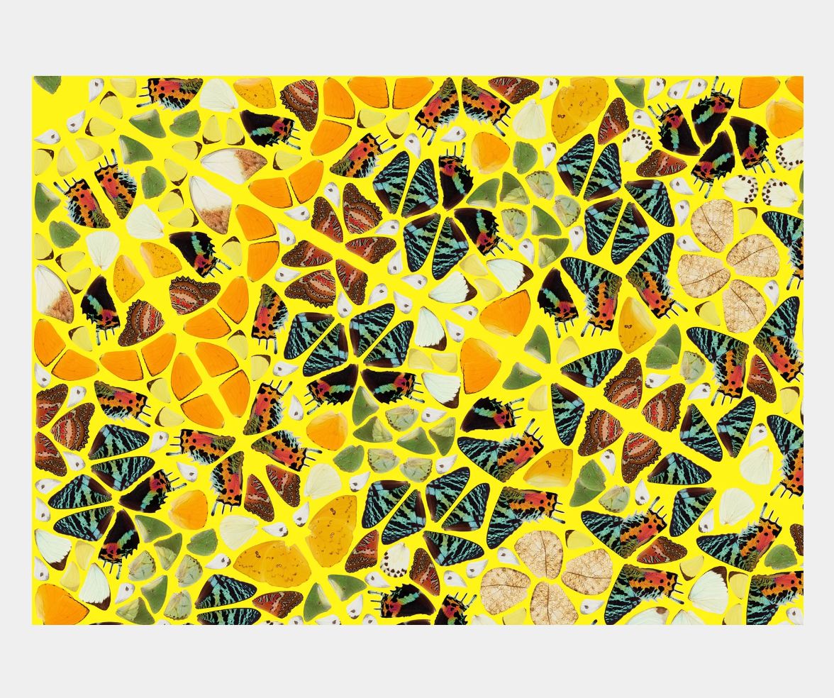 Damien Hirst Splendour From The Kaleidoscopes, H18 4, Framed photo Art