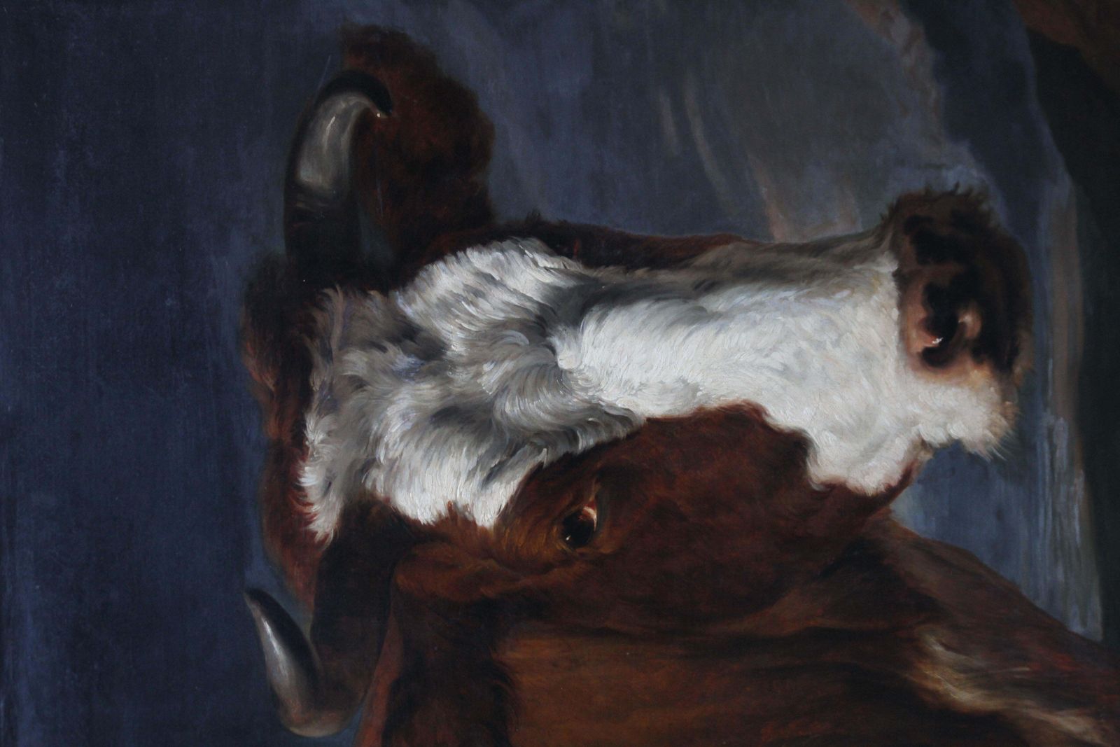 Portrait Of A Bull   Dutch Old Master Art Animal Portrait Oil Paintingcirca 1650 photo buy