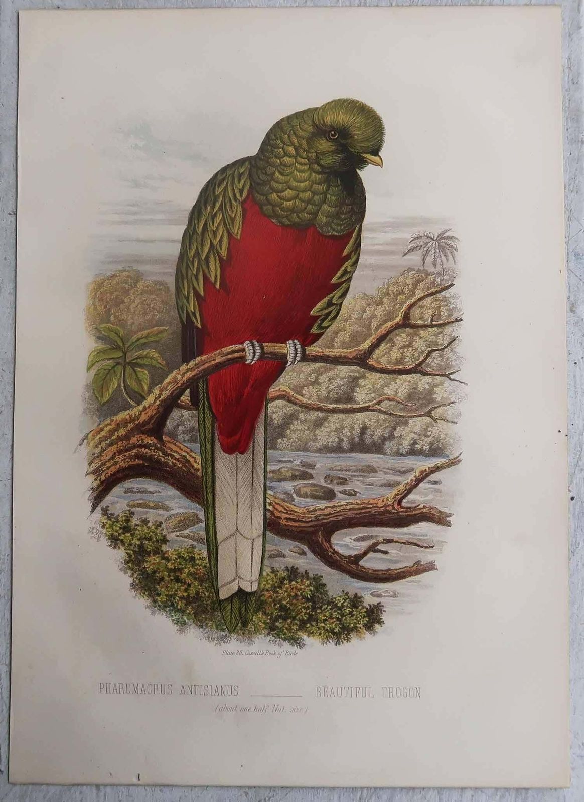 Set Of 12 Original Antique Prints Of Exotic Birds, C.1880. photo 480.0