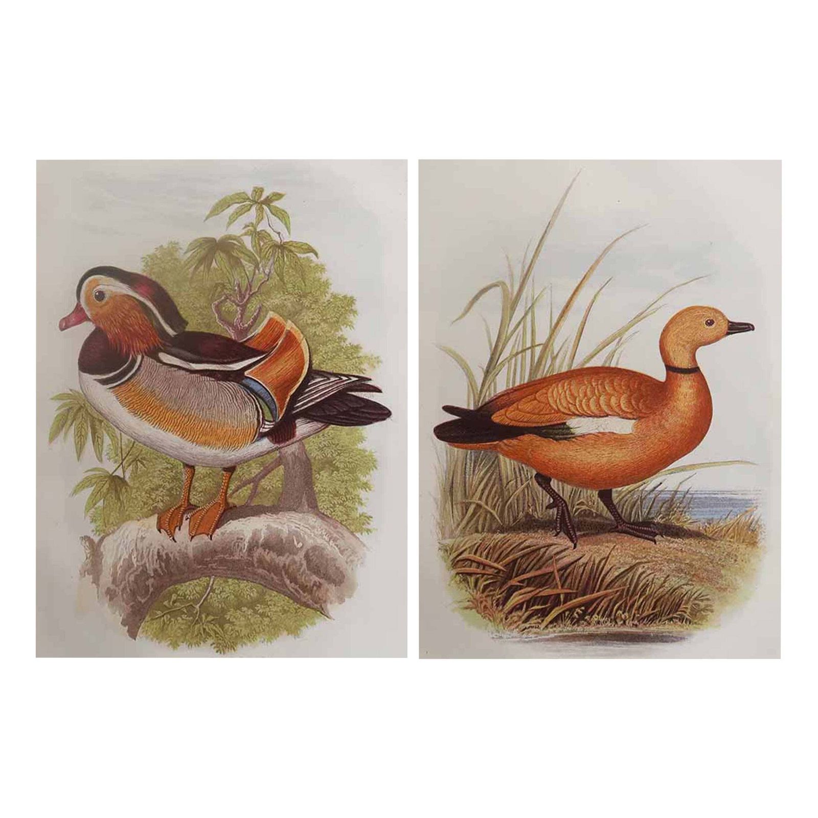 Pair Of Original Antique Prints Of Ducks, C.1880.