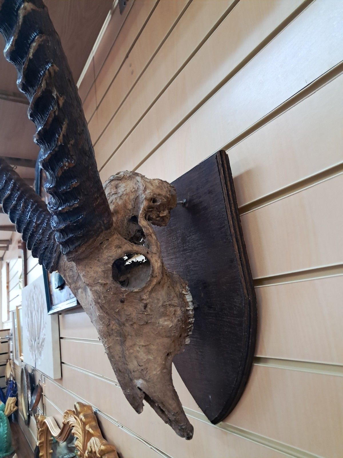 photo vintage Antique Pair African Waterbuck Horns Antelope Taxidermy Mounted Oak Shield Large