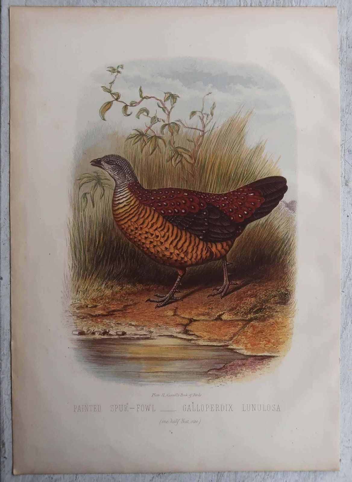 Set Of 4 Original Antique Prints Of Game Birds, C.1880. photo Art