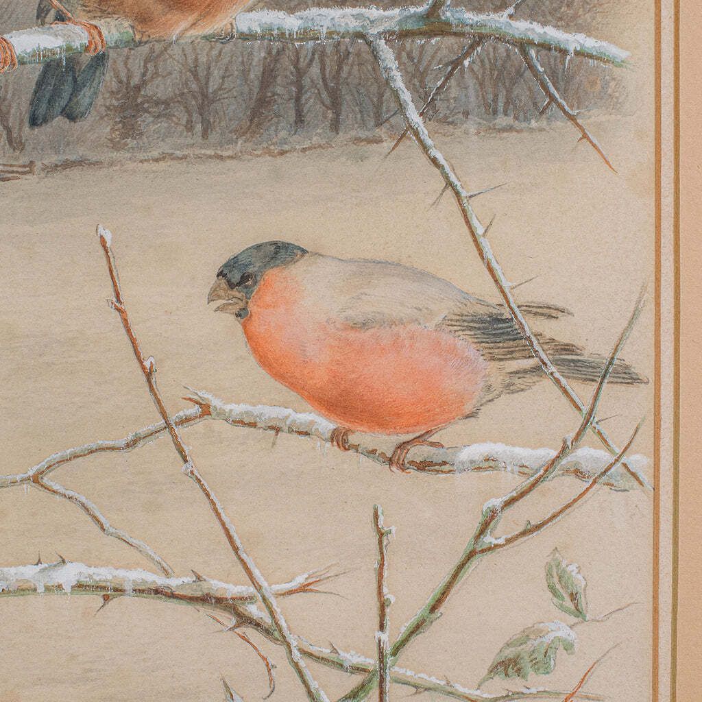 Antique Watercolour Finch Painting, English School, Art, Harry Bright, Victorian photo vinterior