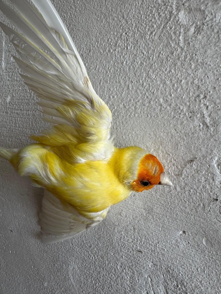 Large Dried Flower Wall Wreath With Bird Detail photo for sale