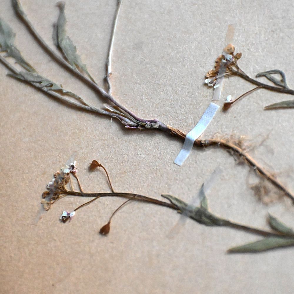 Six Early 20th Century Pressed Botanic Samples Signed And Dated Flowers Circa 1906 photo for sale