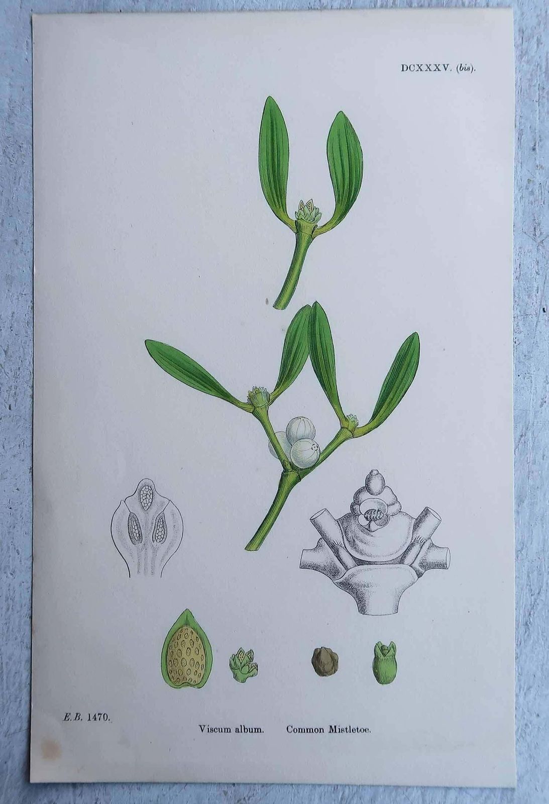 Set Of 16 Original Antique Botanical Prints, Circa 1850 photo Art