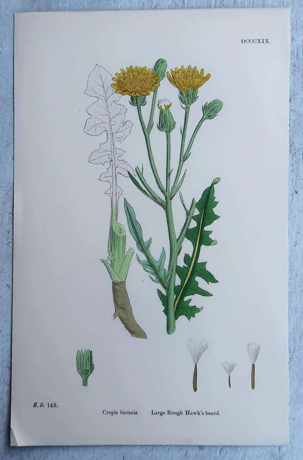 Set Of 16 Original Antique Botanical Prints, Circa 1850 photo 325.0