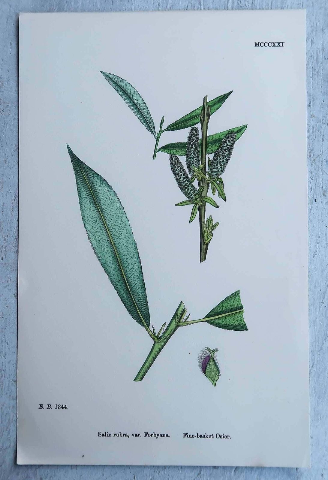 Set Of 16 Original Antique Botanical Prints, Circa 1850 photo vinterior