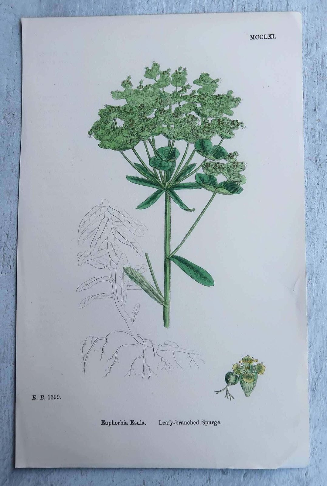 photo vintage Set Of 16 Original Antique Botanical Prints, Circa 1850