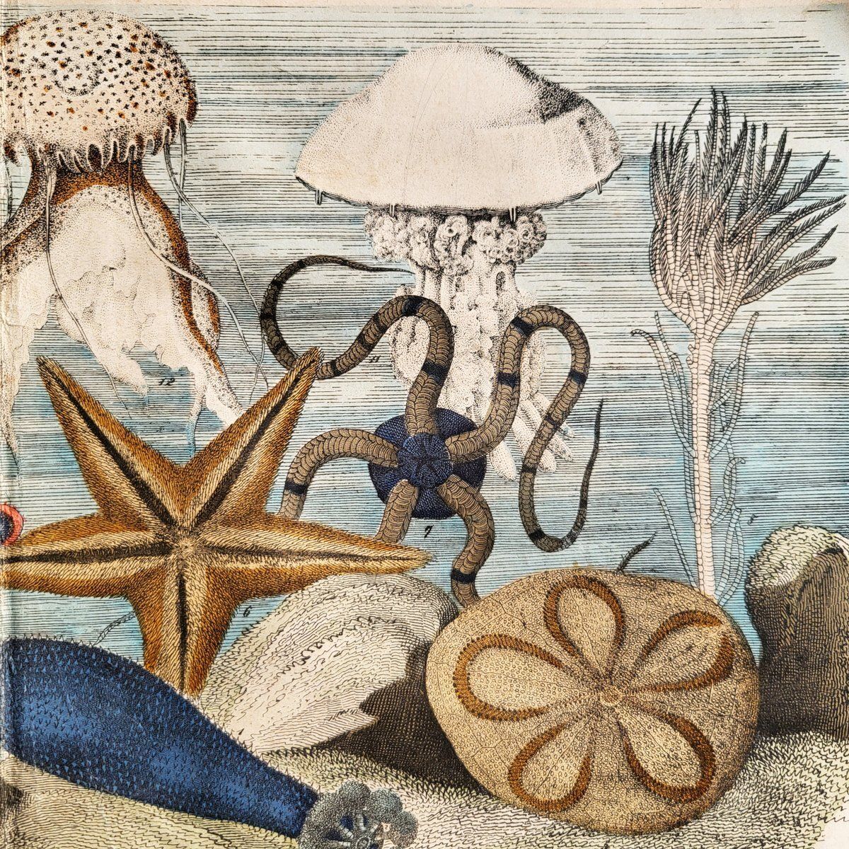 Antique Hand Illustrated Zoological Print Of Sea Creatures, 19th Century photo for sale
