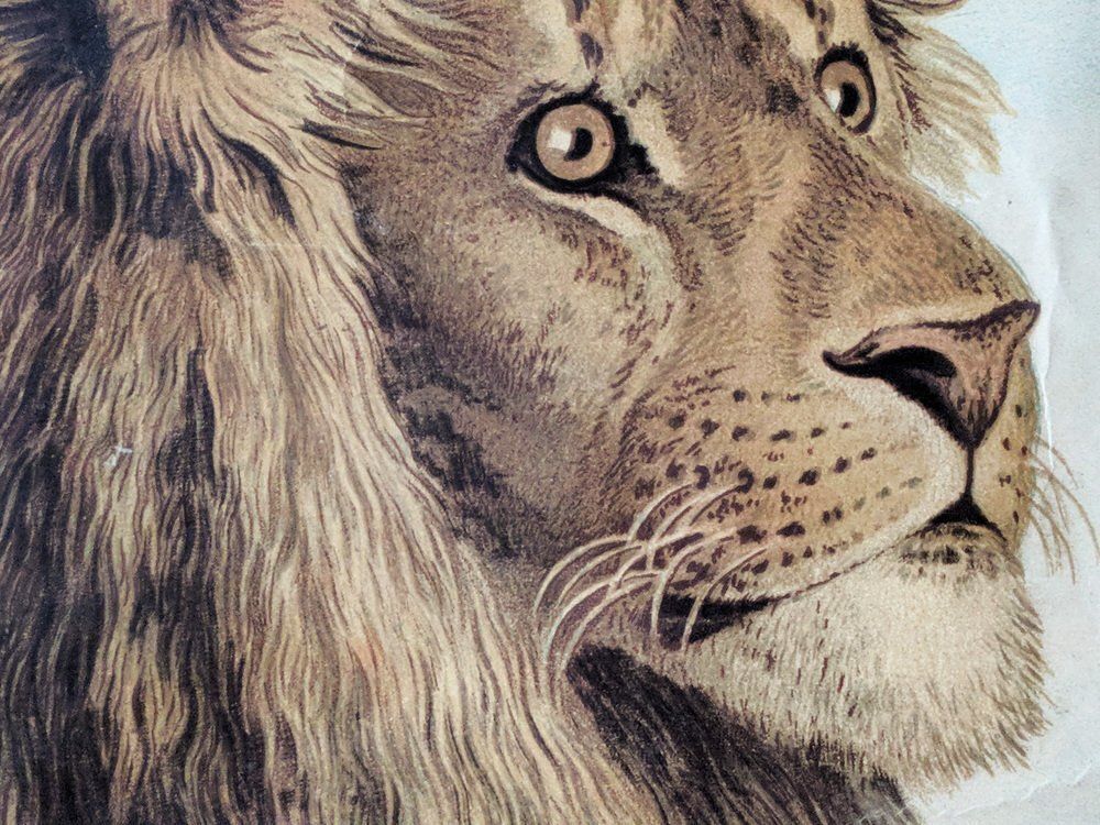 Antique Lion & Lioness Original Educational Wall Chart By A. Pichlers Witwe & Sohn, Vienna, 19th Century photo Art