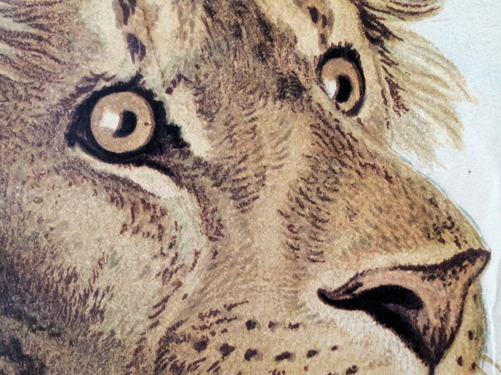 Antique Lion & Lioness Original Educational Wall Chart By A. Pichlers Witwe & Sohn, Vienna, 19th Century photo 1590.0