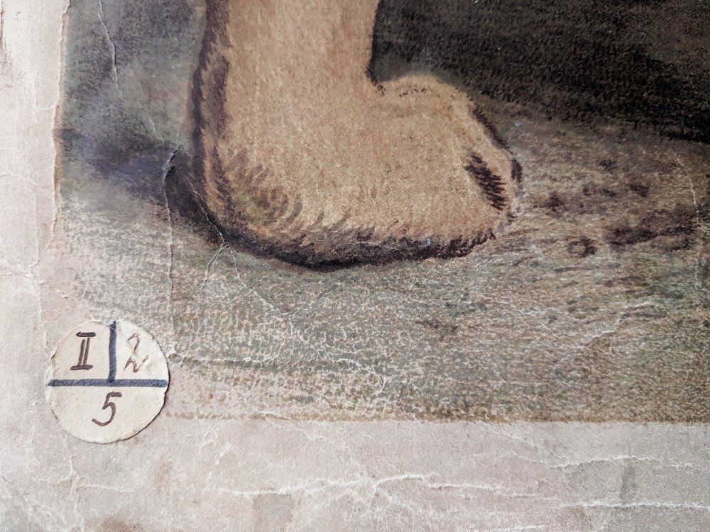 Antique Lion & Lioness Original Educational Wall Chart By A. Pichlers Witwe & Sohn, Vienna, 19th Century photo buy