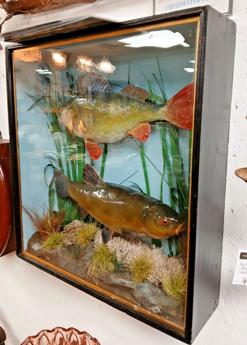 Refurbish Freshwater Perch & Tench Taxidermy In Box Fronted Case photo vinterior