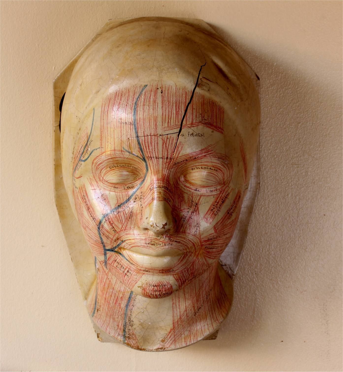 Art Deco French Anatomical Face Model. Study Mask. Muscles & Veins.