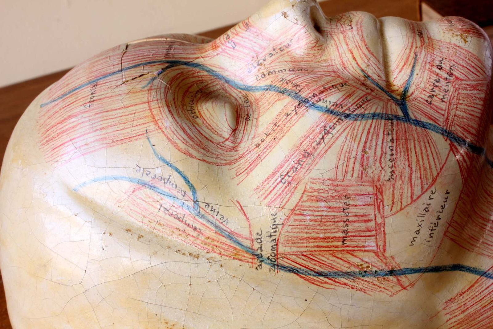 Art Deco French Anatomical Face Model. Study Mask. Muscles & Veins. photo for sale