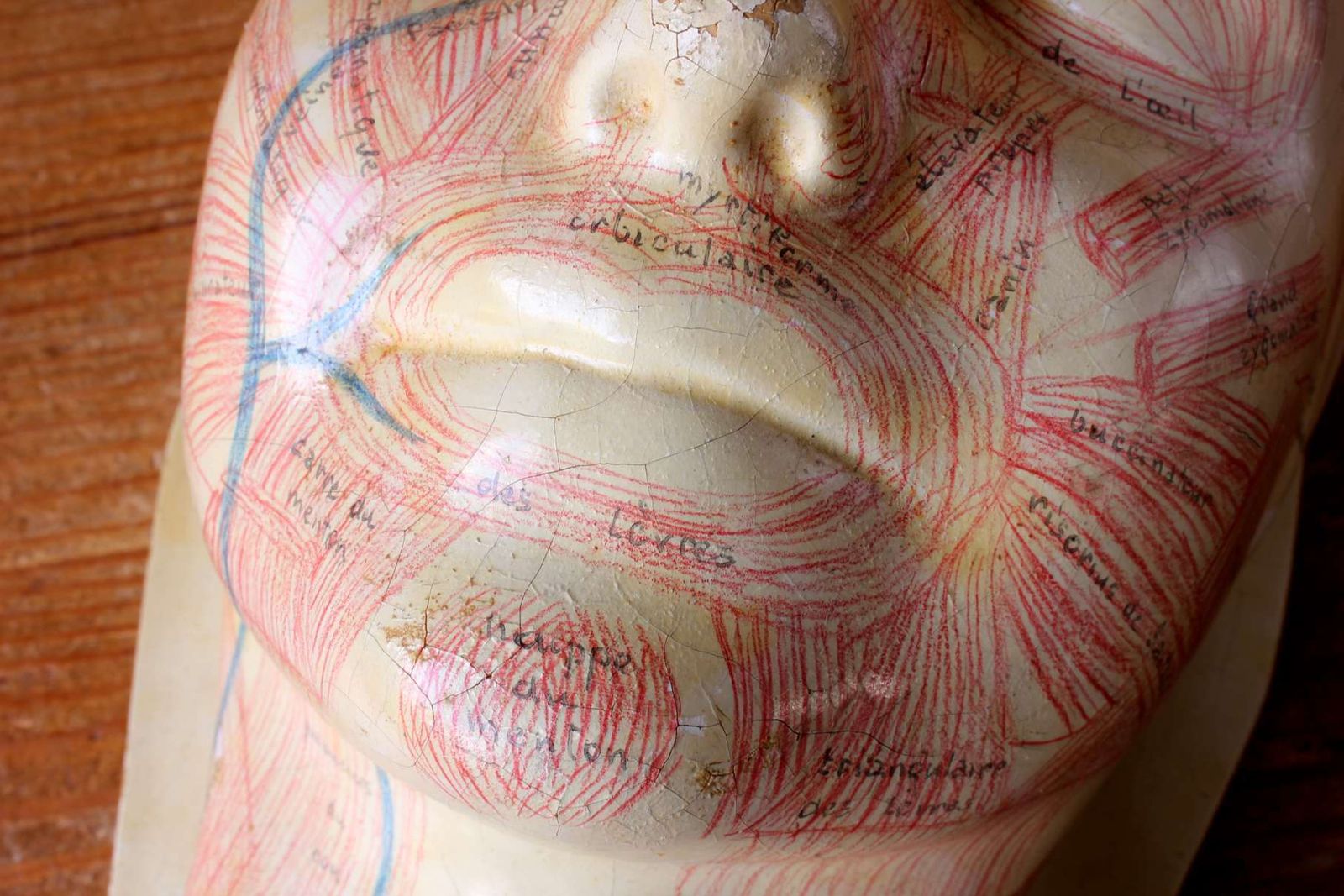 Art Art Deco French Anatomical Face Model. Study Mask. Muscles & Veins. photo