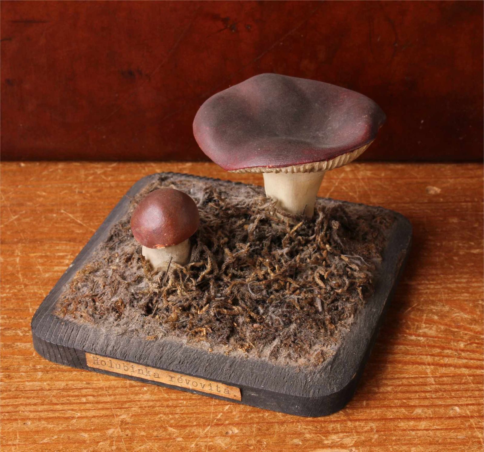 Antique Mushroom Model Teaching Aid. Holubinka Revovita. Collectible. photo furniture