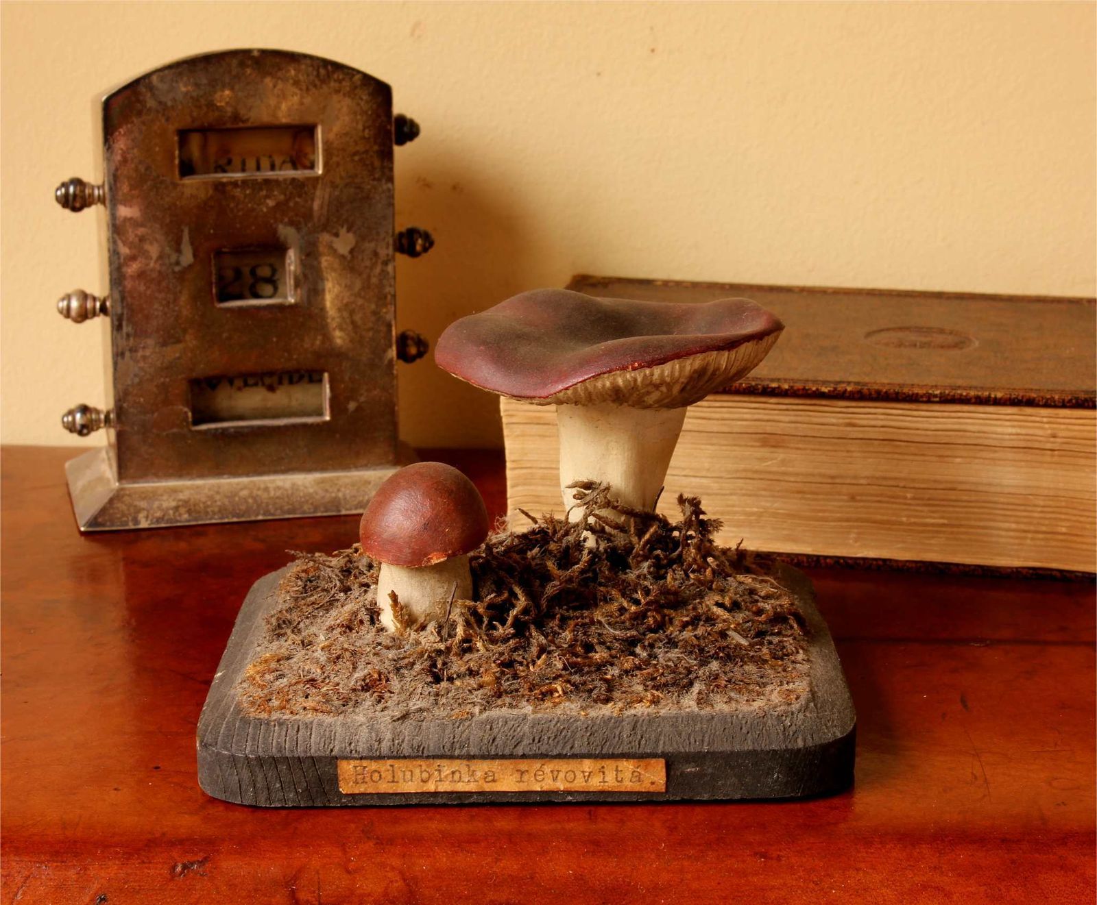 Antique Mushroom Model Teaching Aid. Holubinka Revovita. Collectible. photo Home Decor