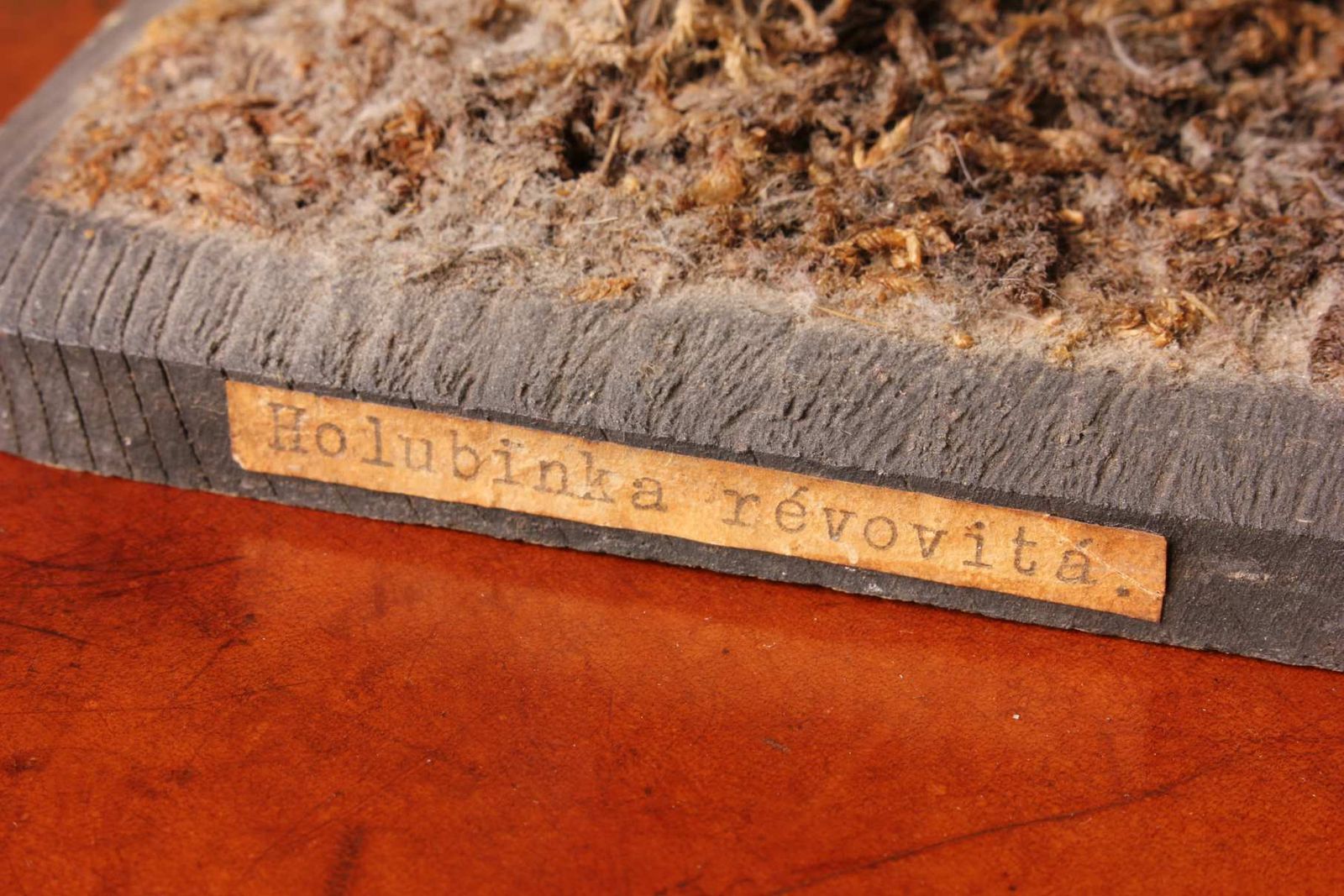 Antique Mushroom Model Teaching Aid. Holubinka Revovita. Collectible. photo vinterior