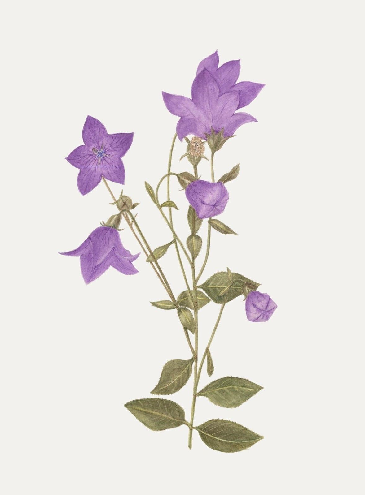 Kathleen Moyra Bellis 20th Century Watercolour, Platycodon Grandiflorus