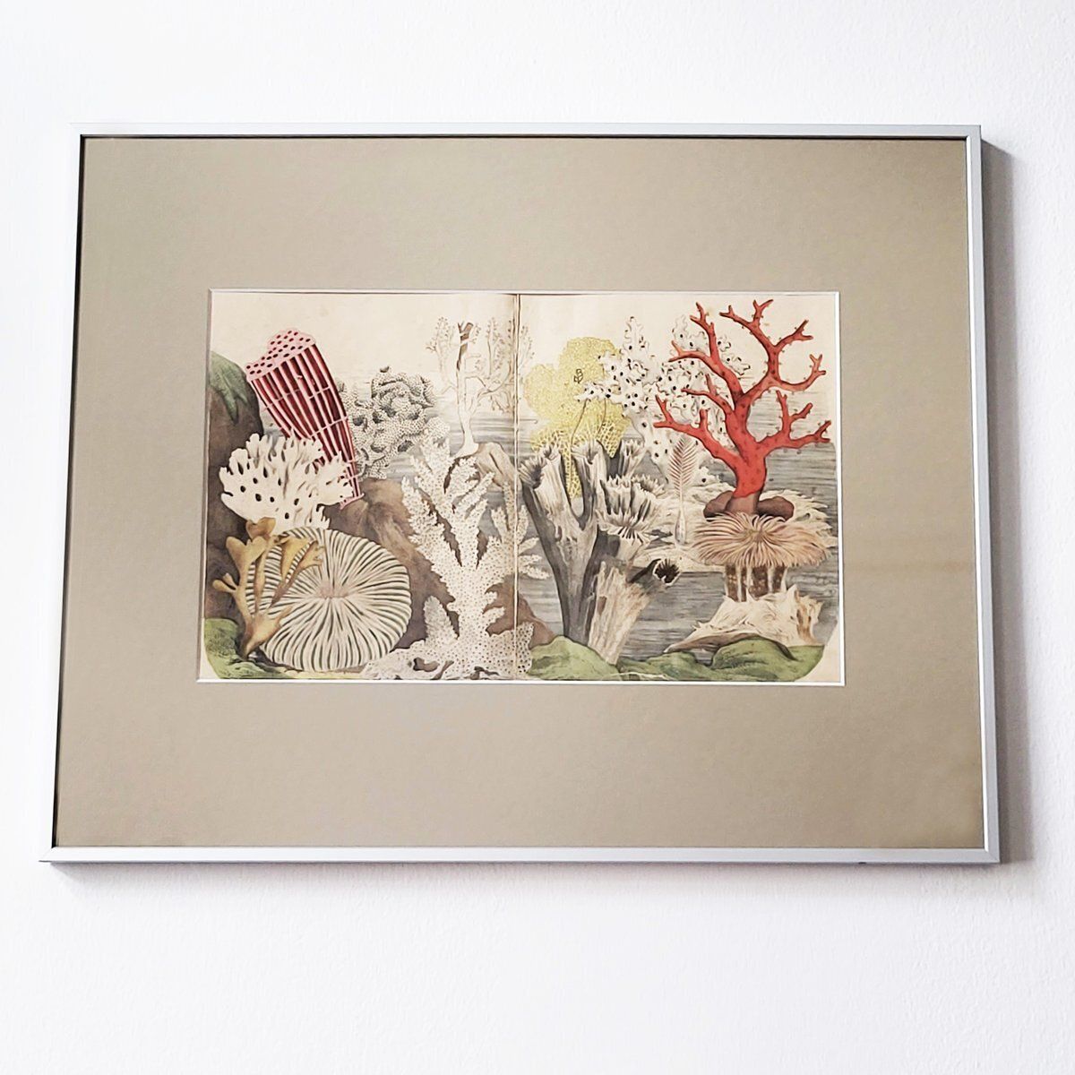 Antique Zoological Print With Coral & Anemones, 19th Century