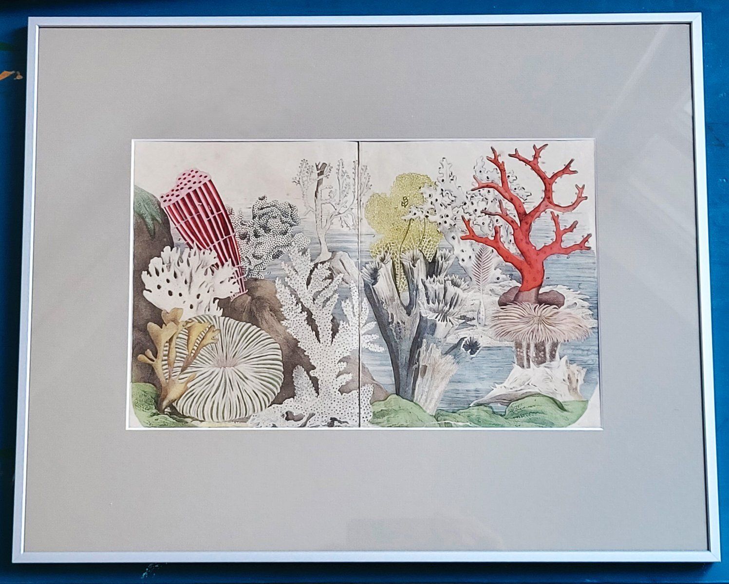 Antique Zoological Print With Coral & Anemones, 19th Century photo furniture