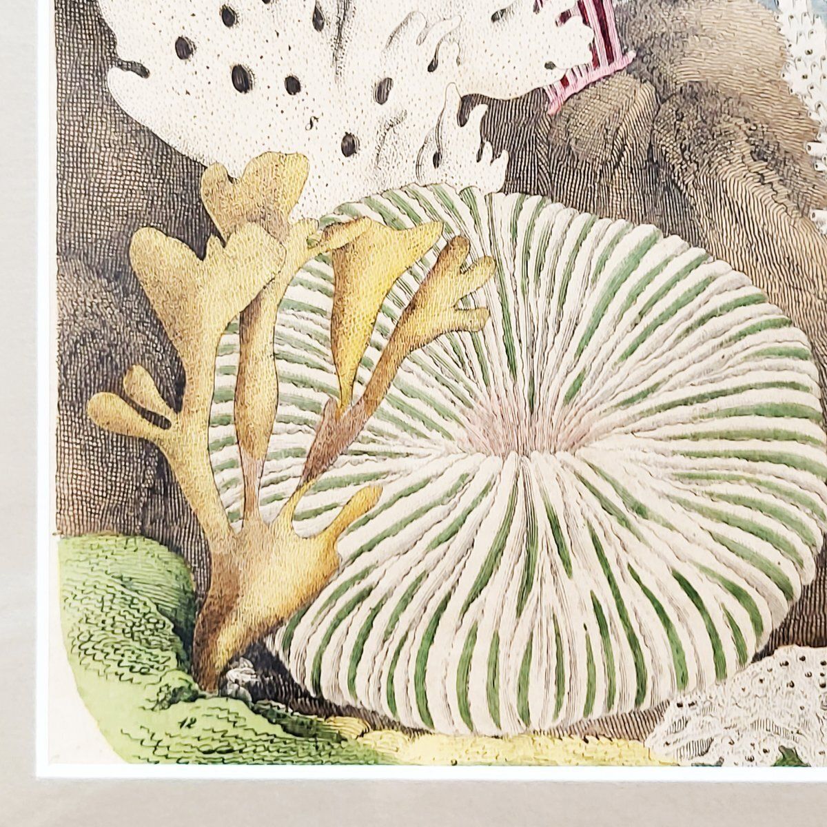 Antique Zoological Print With Coral & Anemones, 19th Century photo for sale