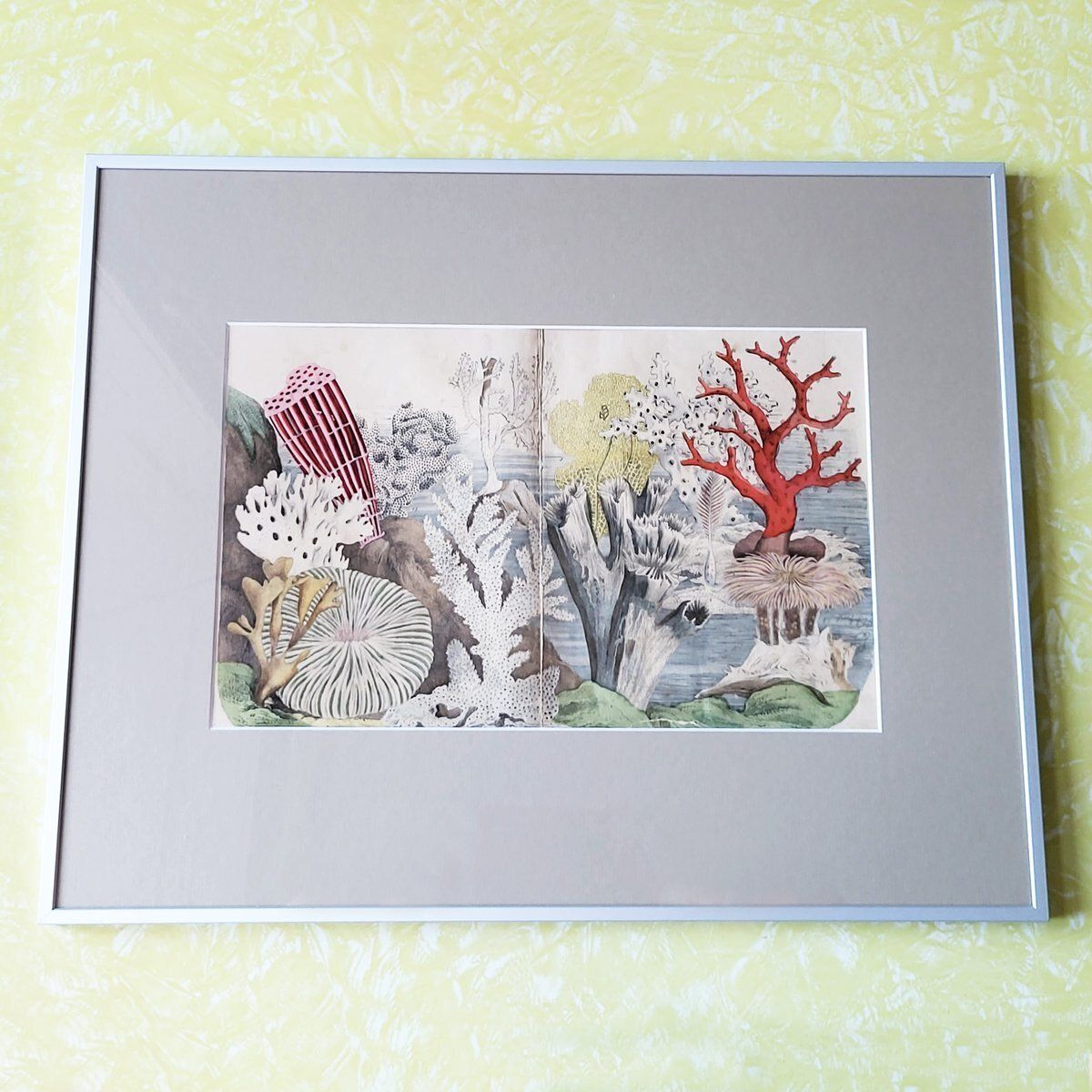 Antique Zoological Print With Coral & Anemones, 19th Century photo Art