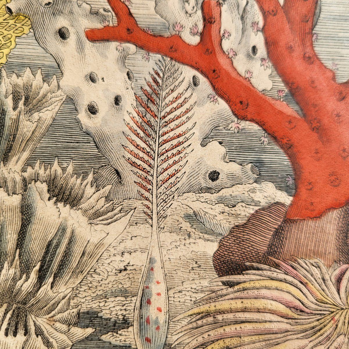 photo vinterior Antique Zoological Print With Coral & Anemones, 19th Century
