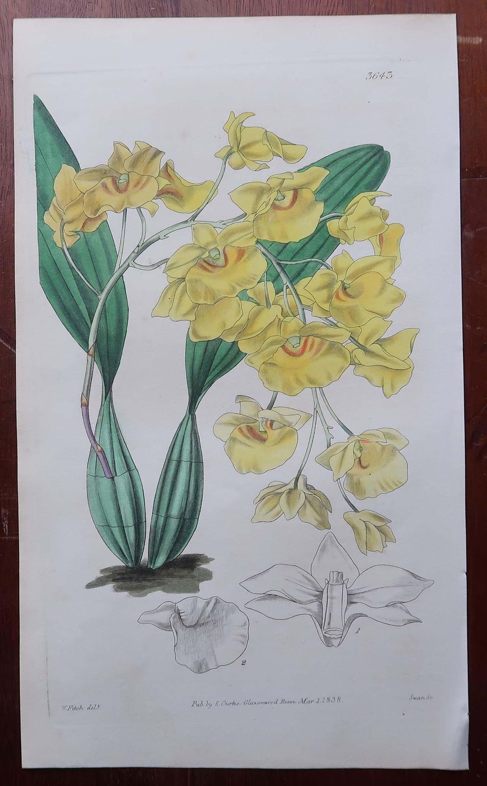 Set Of 12 Original Antique Botanical Prints  Orchids. Curtis. Dated 1837 photo furniture