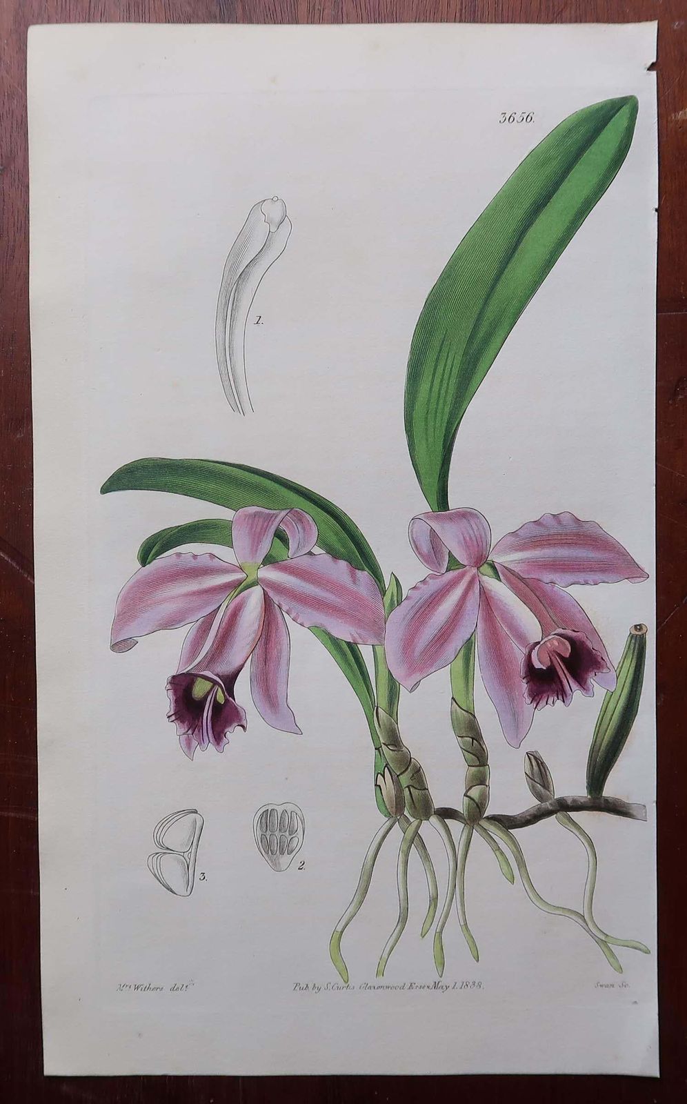 Set Of 12 Original Antique Botanical Prints  Orchids. Curtis. Dated 1837 photo 600.0