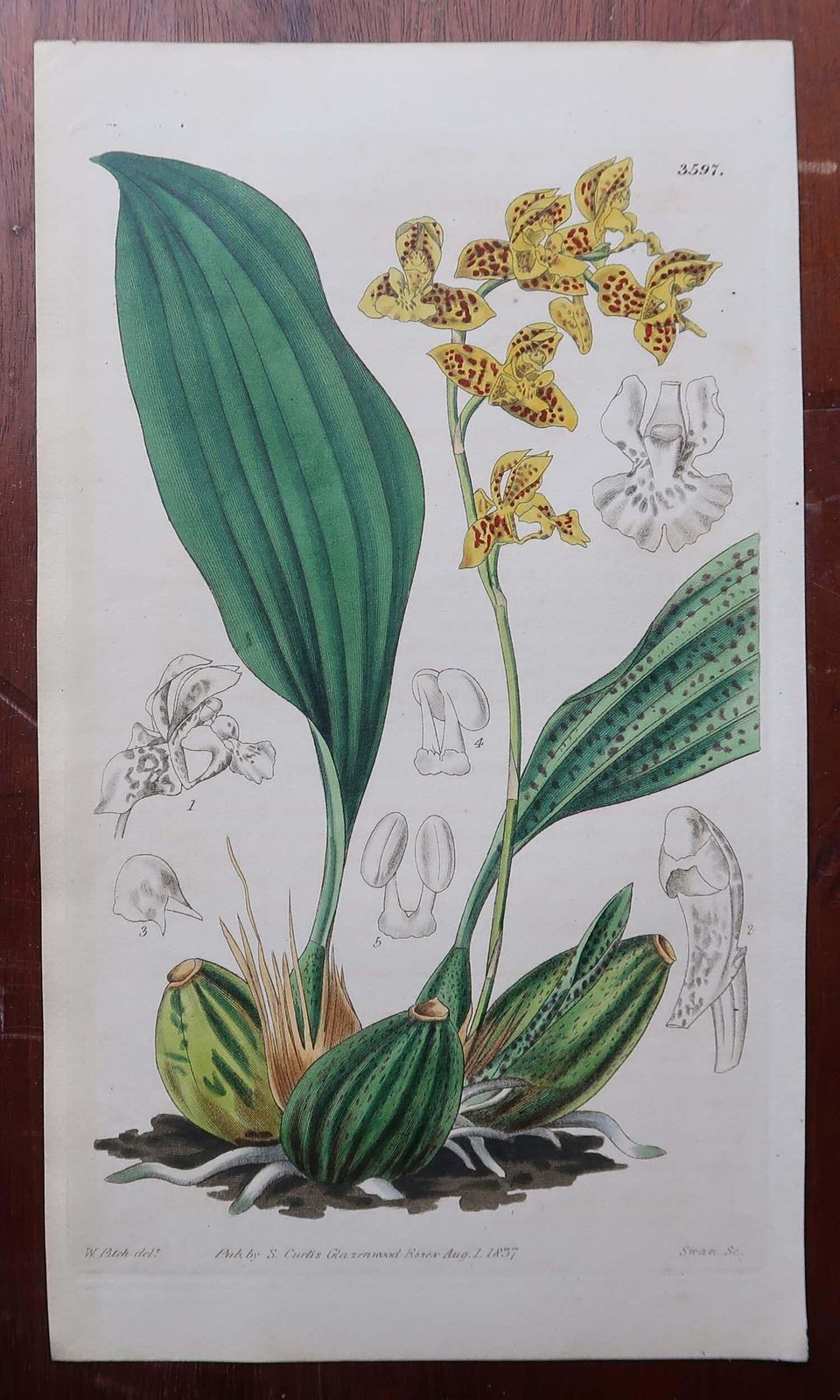 Set Of 12 Original Antique Botanical Prints  Orchids. Curtis. Dated 1837 photo vinterior