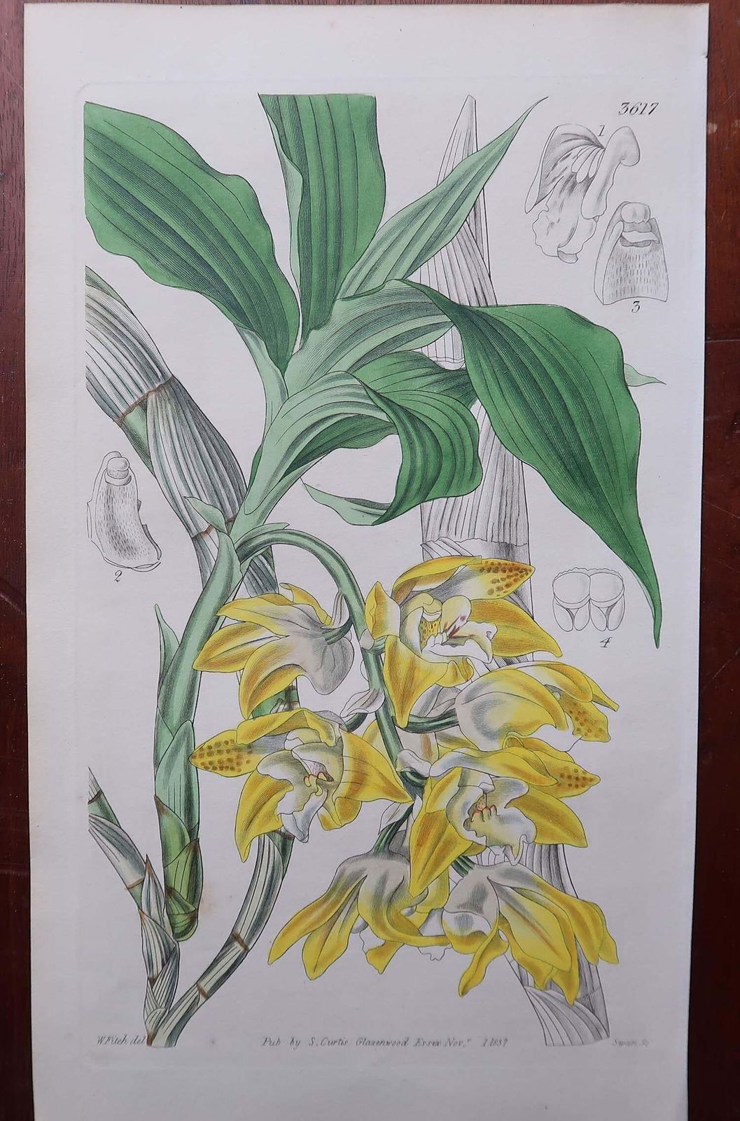 Set Of 12 Original Antique Botanical Prints  Orchids. Curtis. Dated 1837 photo vintage