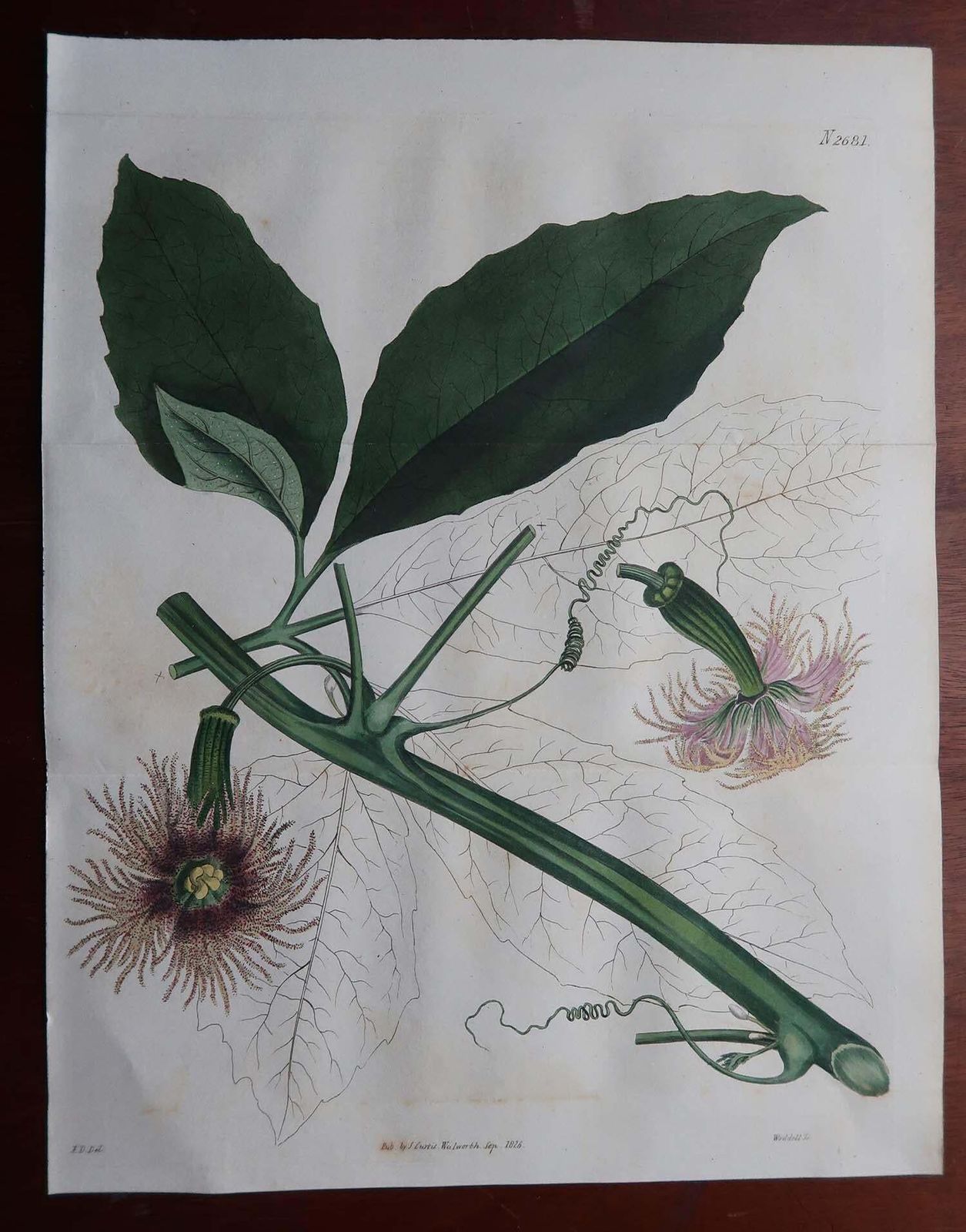 Pair Of Large Scale Original Antique Botanical Prints. Curtis. Dated 1826 photo Art