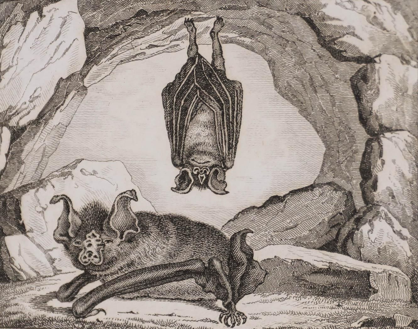 Georges Cuvier (1769 1832) Early 19th Century Engraving, A Pair Of Bats photo furniture